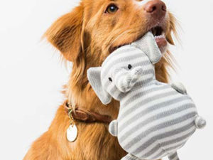 Dog-Psychology,-Behaviour-&-Training